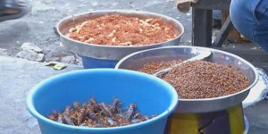 La RDC se tourne vers la culture d’insectes pour lutter contre la faim
