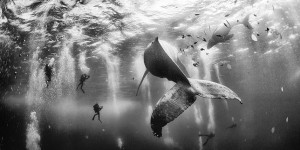 Baleine, catcheurs et Voie lactée... les lauréats du concours du National Geographic Traveler