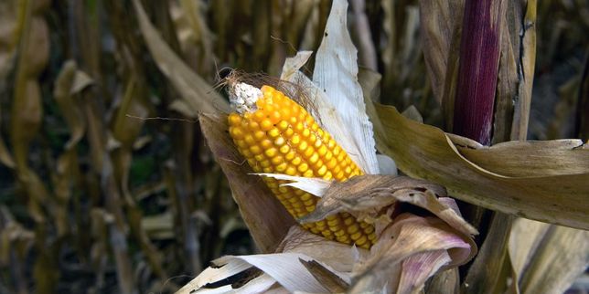 Mexique : le maïs OGM à nouveau autorisé, les cuisiniers protestent