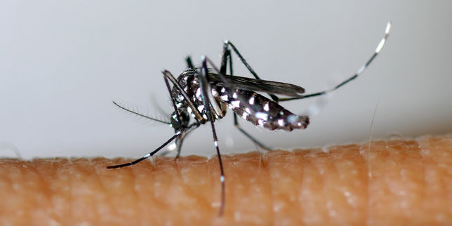 Mise en garde contre l’arrivée du virus zika en France métropolitaine
