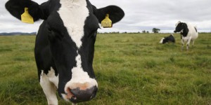 Une molécule contre les émissions de gaz (à effet de serre) des vaches