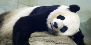 Naissance de deux pandas géants au zoo de Washington