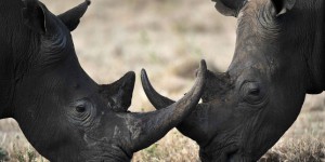 Le nombre de rhinocéros tués en Afrique du Sud encore en hausse