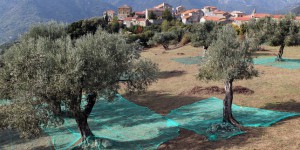Neuf nouveaux cas de bactérie tueuse de végétaux confirmés en Corse