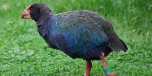 Nouvelle Zélande : des chasseurs confondent deux espèces d’oiseaux, tuent des spécimens en danger