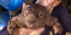 Patrick le wombat fête ses 30 ans et s’offre un profil Tinder