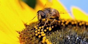 Les pesticides tueurs d’abeilles toujours autorisés malgré leur dangerosité
