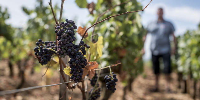 Dans les vignobles assoiffés, les viticulteurs stressés