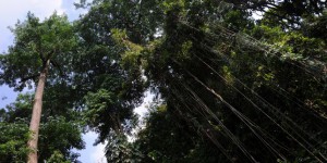 En 2014, la planète a perdu 18 millions d’hectares de forêts