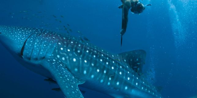 Nage avec des requins-baleines en Indonésie