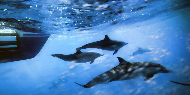 Les populations d’animaux marins ont diminué de moitié depuis 1970, alerte le WWF