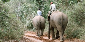 Les derniers éléphants du Laos