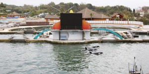 Marineland d’Antibes : des traces d’hydrocarbures dans le bassin où l’orque Valentin est morte