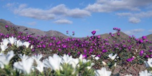 Spectaculaires images du désert de l’Atacama fleuri