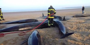 Dix baleines échouées sur la plage à Calais