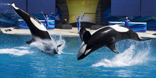 En Californie, on ne verra plus de spectacles d’orques à SeaWorld