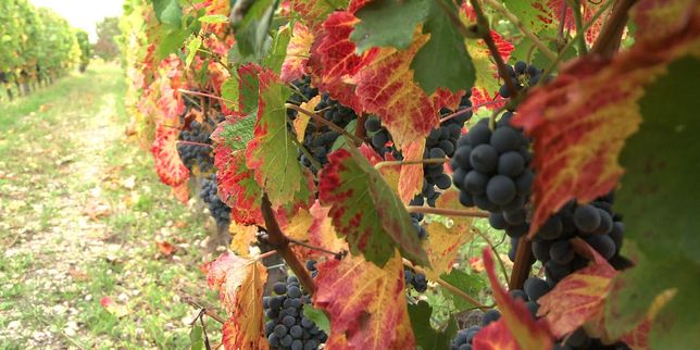 Climat : quels cépages pour quel vin de Bordeaux dans cinquante ans ?