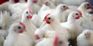 Deux nouveaux cas de grippe aviaire H5N1 détectés en Dordogne