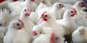 Grippe aviaire : huit pays stoppent leurs importations de volaille française