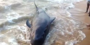 45 baleines retrouvées mortes sur une plage en Inde