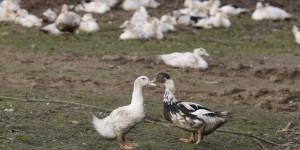 Grippe aviaire : les élevages du Sud-Ouest vont geler leur production pour éradiquer la maladie