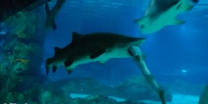 Incident dans un aquarium sud-coréen, un requin avale un de ses congénères
