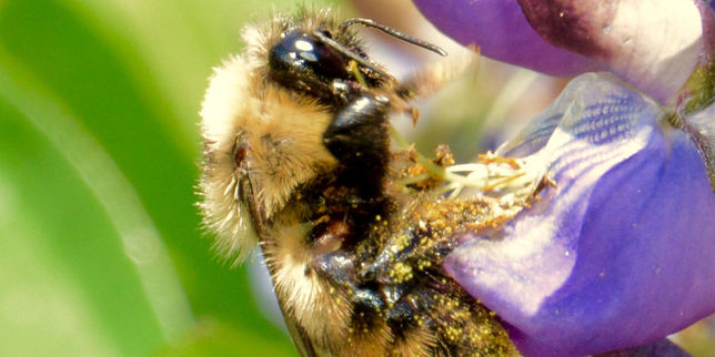 Les insectes pollinisateurs, facteur le plus déterminant des rendements agricoles