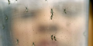 L’OMS s’alarme de l’extension du virus Zika