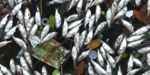 Des milliers de poissons échoués sur les rivages de Rio
