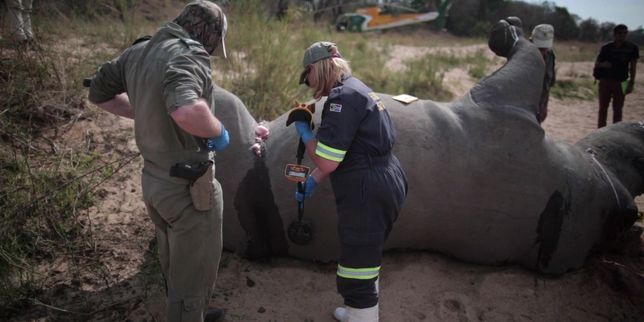 Les rhinocéros sont toujours braconnés en Afrique du Sud