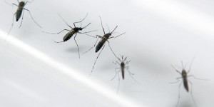 Virus Zika : la Guyane et la Martinique sont touchées