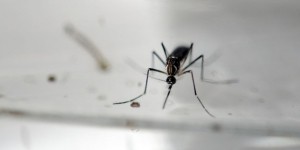 Virus Zika : Touraine recommande aux femmes enceintes d’éviter les zones infectées