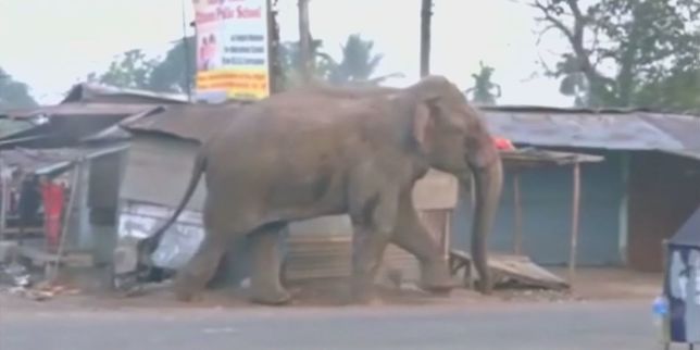 Un éléphant sauvage démolit une centaine de bâtiments dans un village indien