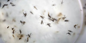 Face à Zika : « Mieux écouter les populations concernées »
