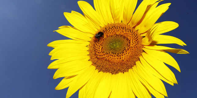 « GIEC de la biodiversité » : l’étude globale sur la pollinisation fera-t-elle mouche ?