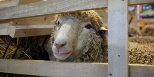 L’épizootie de fièvre catarrhale ovine s’étend, 21 départements touchés