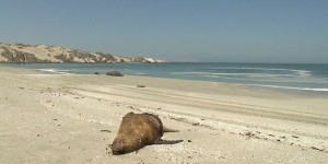 Des lions de mer meurent de faim au Chili