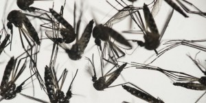 Comment lutter contre le virus Zika ?