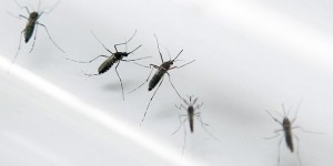 Zika : la France restreint à son tour les dons du sang des voyageurs