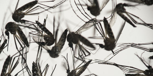 Zika : la propagation du virus se poursuit en Amérique latine
