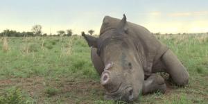 Afrique du Sud : faut-il vendre leurs cornes pour protéger les rhinocéros ?