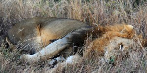Des animaux empoisonnés dans le parc Kruger en Afrique du Sud