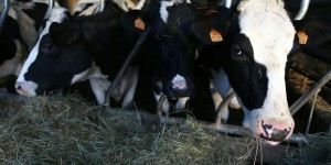 Un cas de « vache folle » confirmé en France