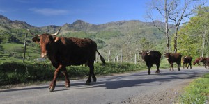 Un cas de « vache folle » suspecté en France pour la première fois depuis 2004