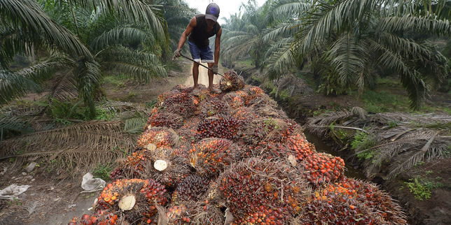 Les députés revoient à la baisse la taxe sur l’huile de palme