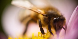 Les députés votent une interdiction des pesticides tueurs d’abeilles