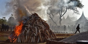 Au Kenya, trois semaines d’amnistie sur l’ivoire avant une vaste opération de destruction