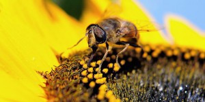 Mobilisation européenne contre les pesticides tueurs d’abeilles
