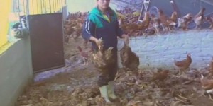 Des tempêtes de grêle dévastent des élevages de poules en Bolivie