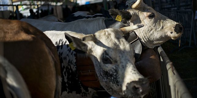 Vache folle : non-lieu dans l’affaire Buffalo Grill